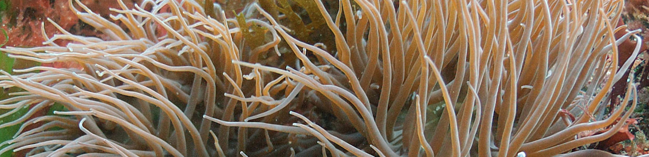 Snakelocks anemone